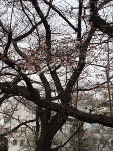 image1 (63)
